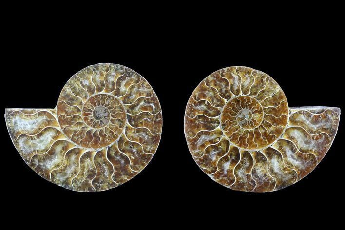 Cut & Polished Ammonite Fossil - Agatized #88212